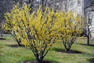 Witchhazel (Hamamelis virginiana)