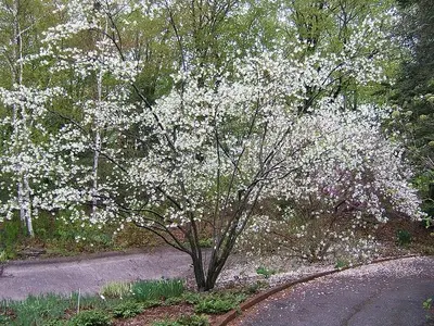 Fringetree (Chionanthus virginicus)