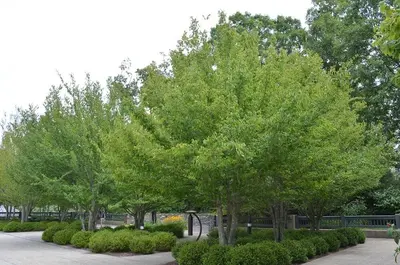 Washington Hawthorn (Crataegus phaenopyrum)